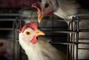 Goiás confirma 1º caso de gripe aviária em galinhas criadas em quintal