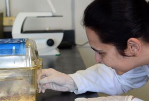 Tecidos feitos em laboratório podem aperfeiçoar testes de medicamentos