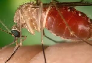 Antes restrita à Amazônia, febre oropouche se espalha pelo país