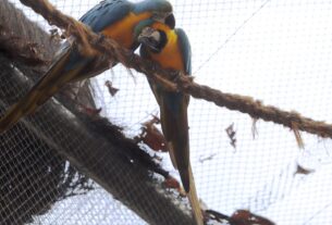 Morte de mais quatro aves fecha ao público zoológico do Rio