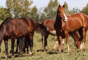 Ração contaminada mata 245 equinos em quatro estados